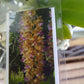 Orchid Vanda Aerides houlletiana Fragrant