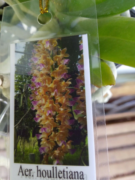 Orchid Vanda Aerides houlletiana Fragrant