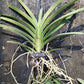 Orchid Vanda Boonserm Beauty Mad Happenings Plants