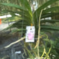 Orchid Vanda Chulee Classic Pink Mad Happenings Special Tropical Hanging Plants