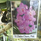 Orchid Vanda Chulee Classic Pink Mad Happenings Special Tropical Hanging Plants