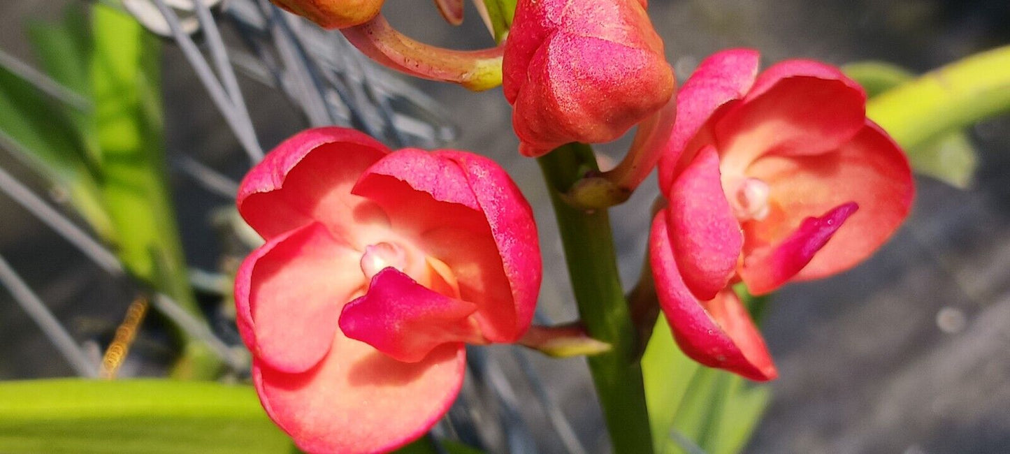 Orchid Vanda Fuchs Sunset x Pine Rivers orange