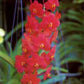 Orchid Vanda Haad Song Khia x Red Devil