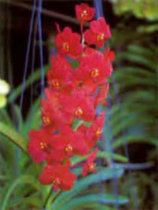 Orchid Vanda Haad Song Khia x Red Devil