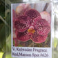 Orchid Vanda Kulwadee Fragrance 3 Pack