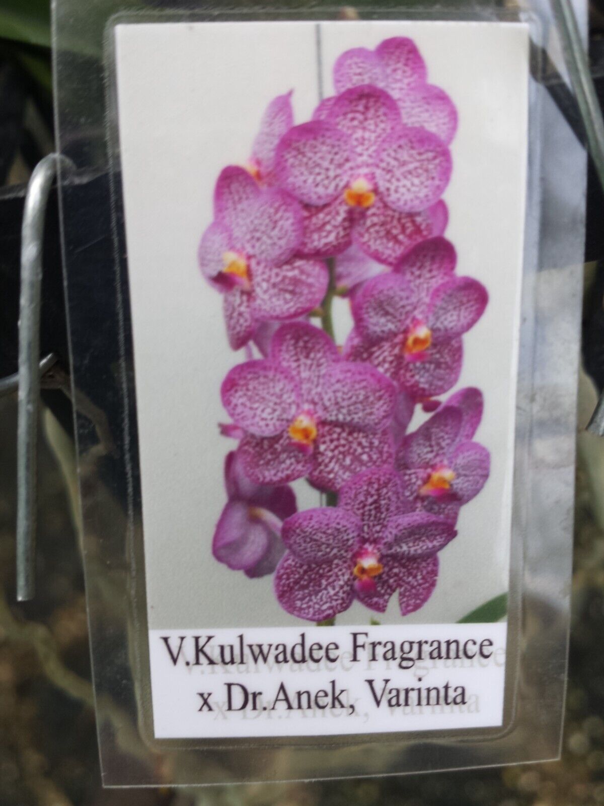 Orchid Vanda Kulwadee Fragrance 3 Pack