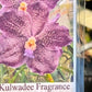 Orchid Vanda Kulwadee Fragrance x Mimi Palmer Fragrant