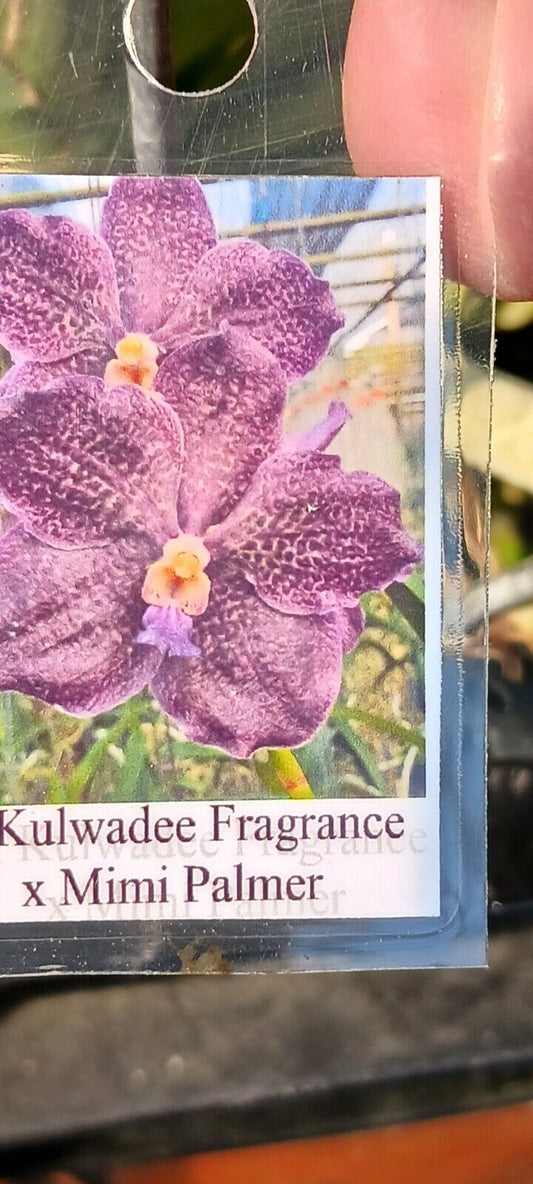 Orchid Vanda Kulwadee Fragrance x Mimi Palmer Fragrant