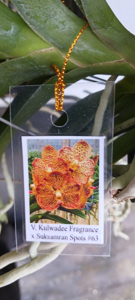 Orchid Vanda Kulwadee Fragrance x Suksamran Spots