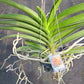 Orchid Vanda Nopporn Gold x Rasri Gold No 685 Mad Happenings Hanging Plants