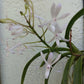 Orchid Vanda Lou Sneary alba