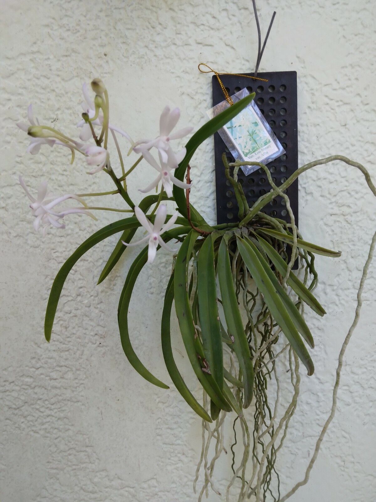Orchid Vanda Lou Sneary alba