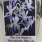 Orchid Vanda Lou Sneary x Rhy coelestis Blue Lip