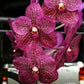 Orchid Vanda Manuvadee x Biltz's Heartthrob Mad Happenings Hanging Plants