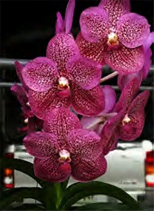 Orchid Vanda Manuvadee x Biltz's Heartthrob Mad Happenings Hanging Plants