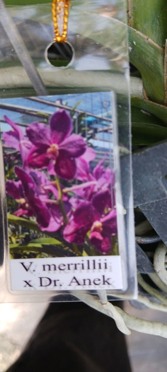 Orchid Vanda Merrillii x Dr Anek Mad Happenings hanging plant