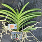 Orchid Vanda Merrillii x Dr Anek Mad Happenings hanging plant