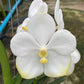 Orchid Vanda Nopporn Gold x Rasri Gold Artshade Mad Happenings Hanging Plant