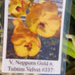 Orchid Vanda Nopporn Gold x Tubtim Velvet # 337