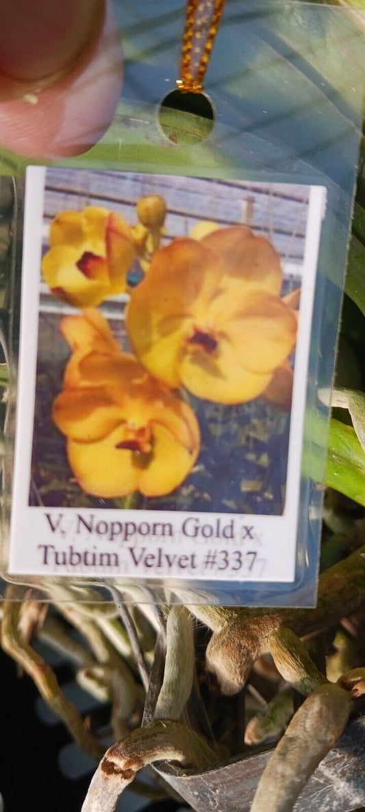 Orchid Vanda Nopporn Gold x Tubtim Velvet # 337