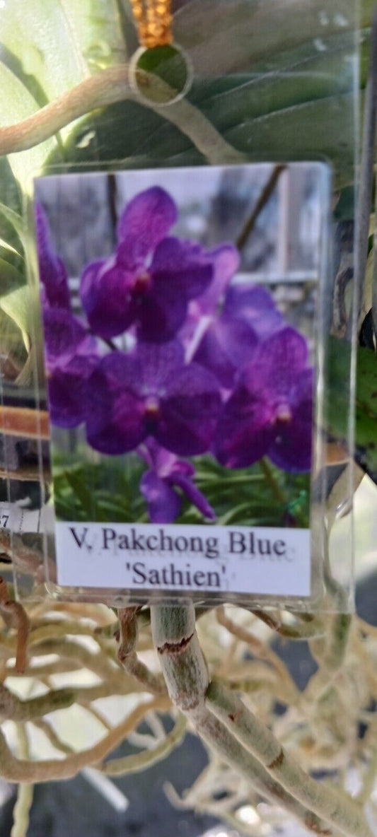 Orchid Vanda Pakchong Blue Sathien