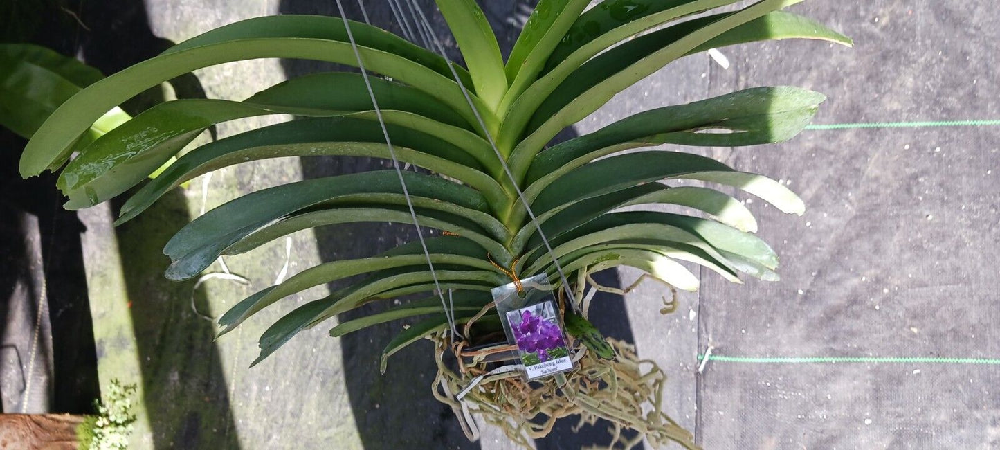 Orchid Vanda Pakchong Blue Sathien