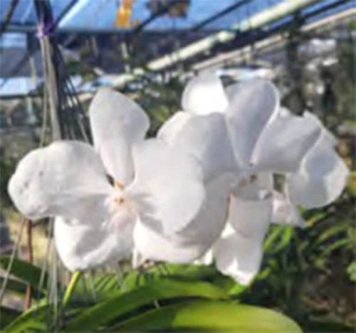 Orchid Vanda Pakchong Blue Mutation Alba