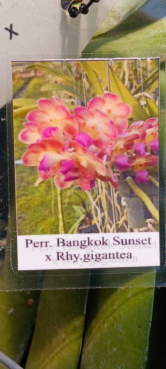 Orchid Vanda Per Bangkok Sunset x Rhy gigantea Fragrant