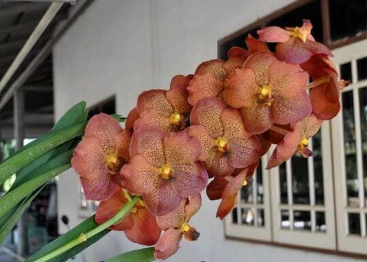 Orchid Vanda Pranom Tuan Sunset No 95 Mad Happenings Tropical Hanging Plants