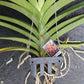 Orchid Vanda Pranom Tuan Sunset No 95 Mad Happenings Tropical Hanging Plants