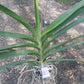 Orchid Vanda Prapathom Gold x coerulea blue-grey Mad Happenings Topical Hanging Plant