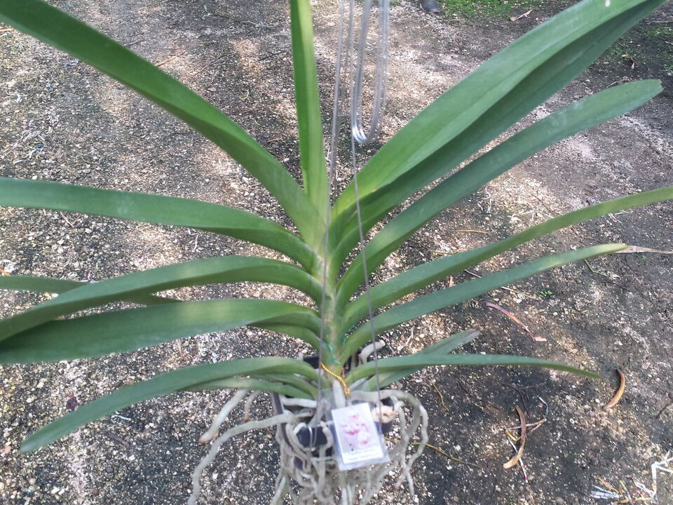 Orchid Vanda Prapathom Gold x coerulea blue-grey Mad Happenings Topical Hanging Plant