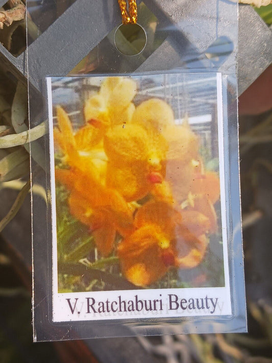 Orchid Vanda Ratchaburi Beauty