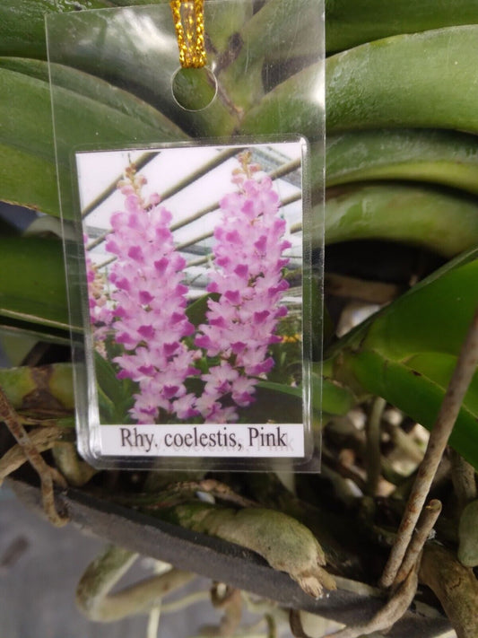 Orchid Vanda Rhynchostylis coelestis Pink Fragrant