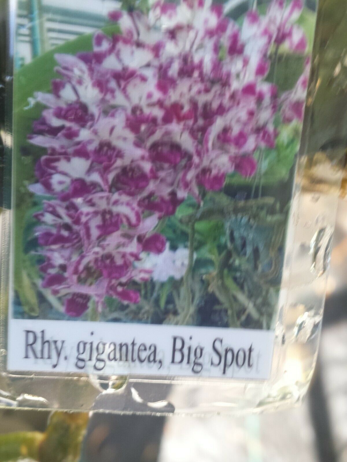 Vanda Rhynchostylist gigantea Big Spots