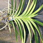 Orchid Vanda Robert Palmer