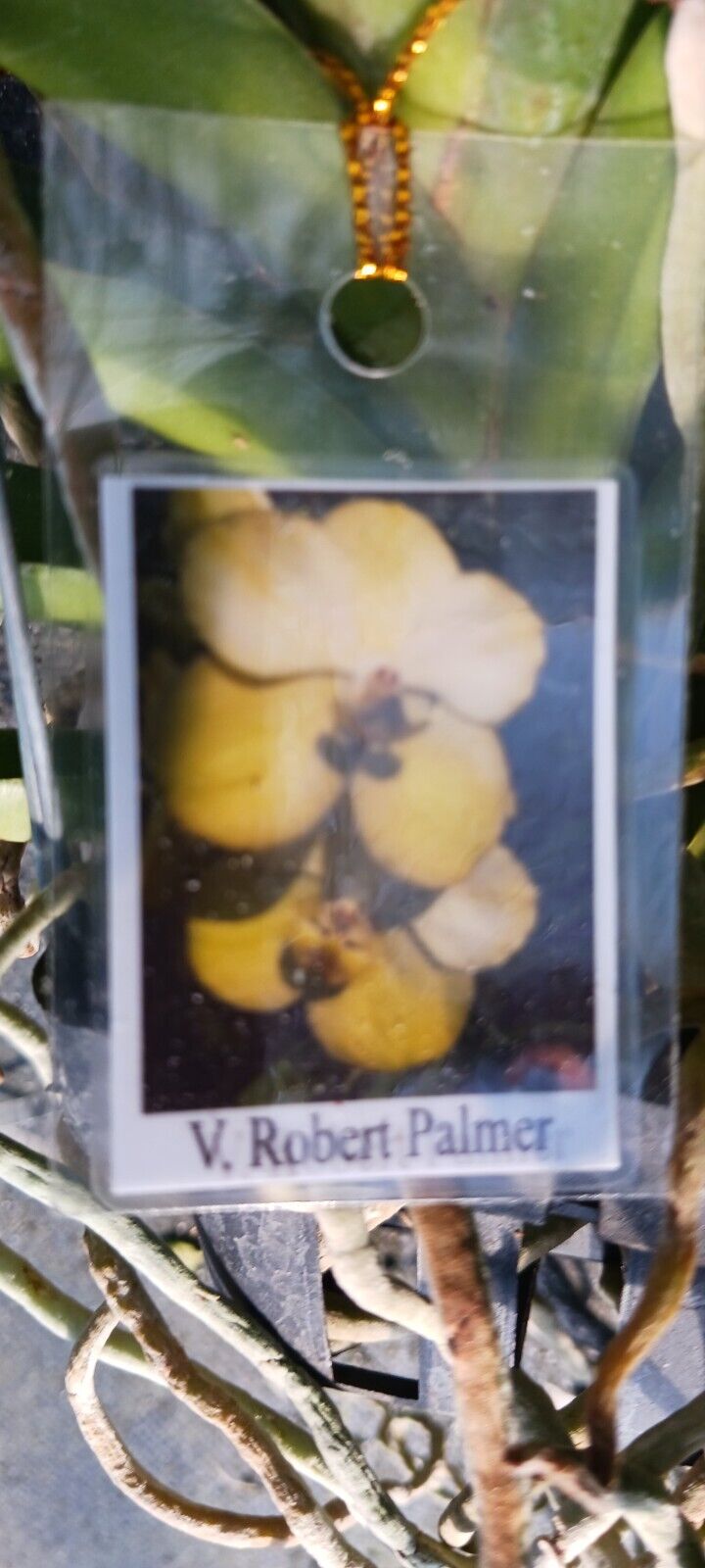 Orchid Vanda Robert Palmer