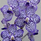 Orchid Vanda Robert's Delight x Mimi Palmer