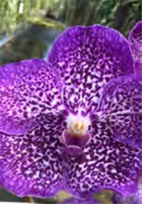 Orchid Vanda Suan Tang Mad Happenings Tropical Hanging Plant