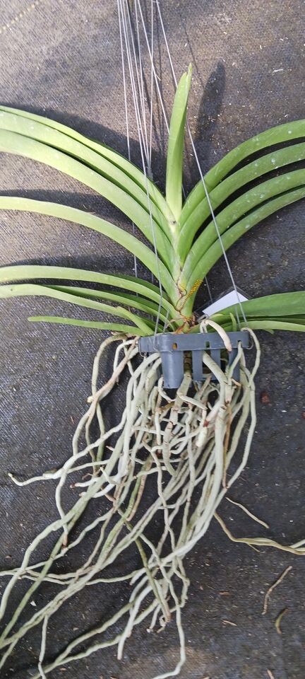 Orchid Vanda Suan Tang Mad Happenings Tropical Hanging Plant