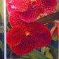 Orchid Vanda Tang Tang Spots 2