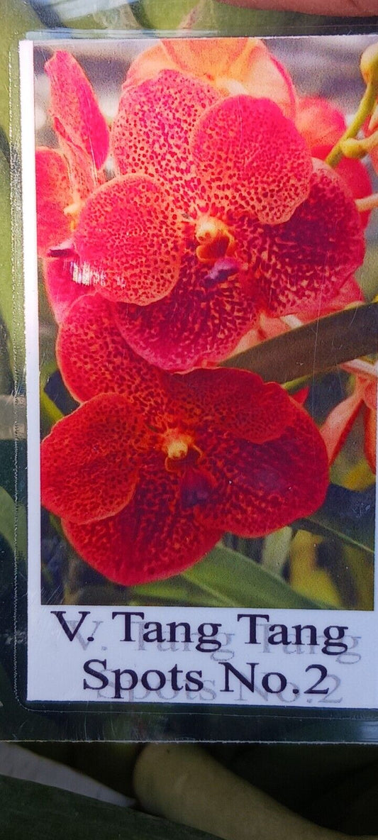 Orchid Vanda Tang Tang Spots 2