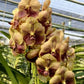 Orchid Vanda Taveesuka x Varut Leopard No7 Mad Happenings Tropical Hanging plant