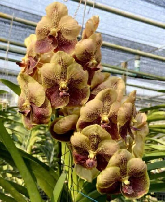 Orchid Vanda Taveesuka x Varut Leopard No7 Mad Happenings Tropical Hanging plant