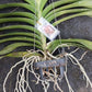 Orchid Vanda Uraiwan Belle No 634 Mad Happenings Large Hanging Plants