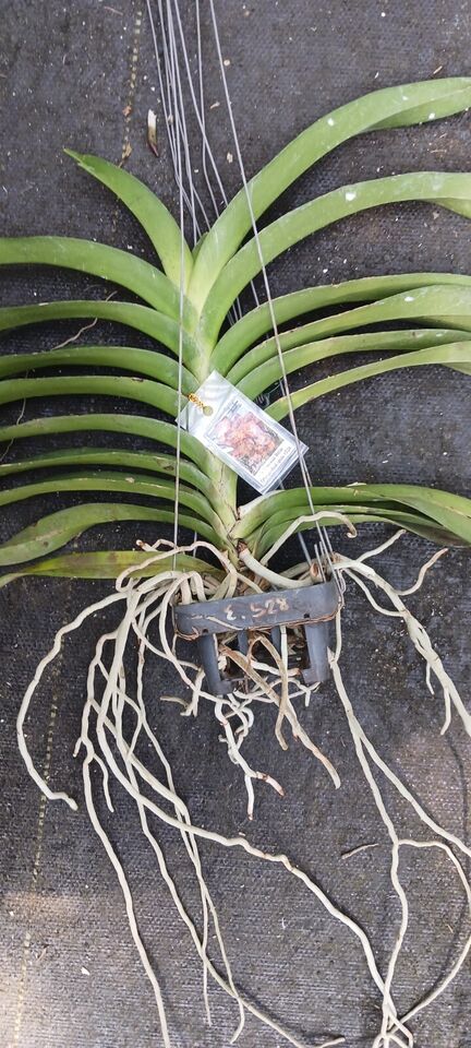Orchid Vanda Uraiwan Belle No 634 Mad Happenings Large Hanging Plants