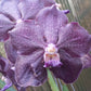 Orchid Vanda Uraiwan Belle Varinta hanging plant