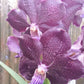 Orchid Vanda Uraiwan Belle Varinta hanging plant