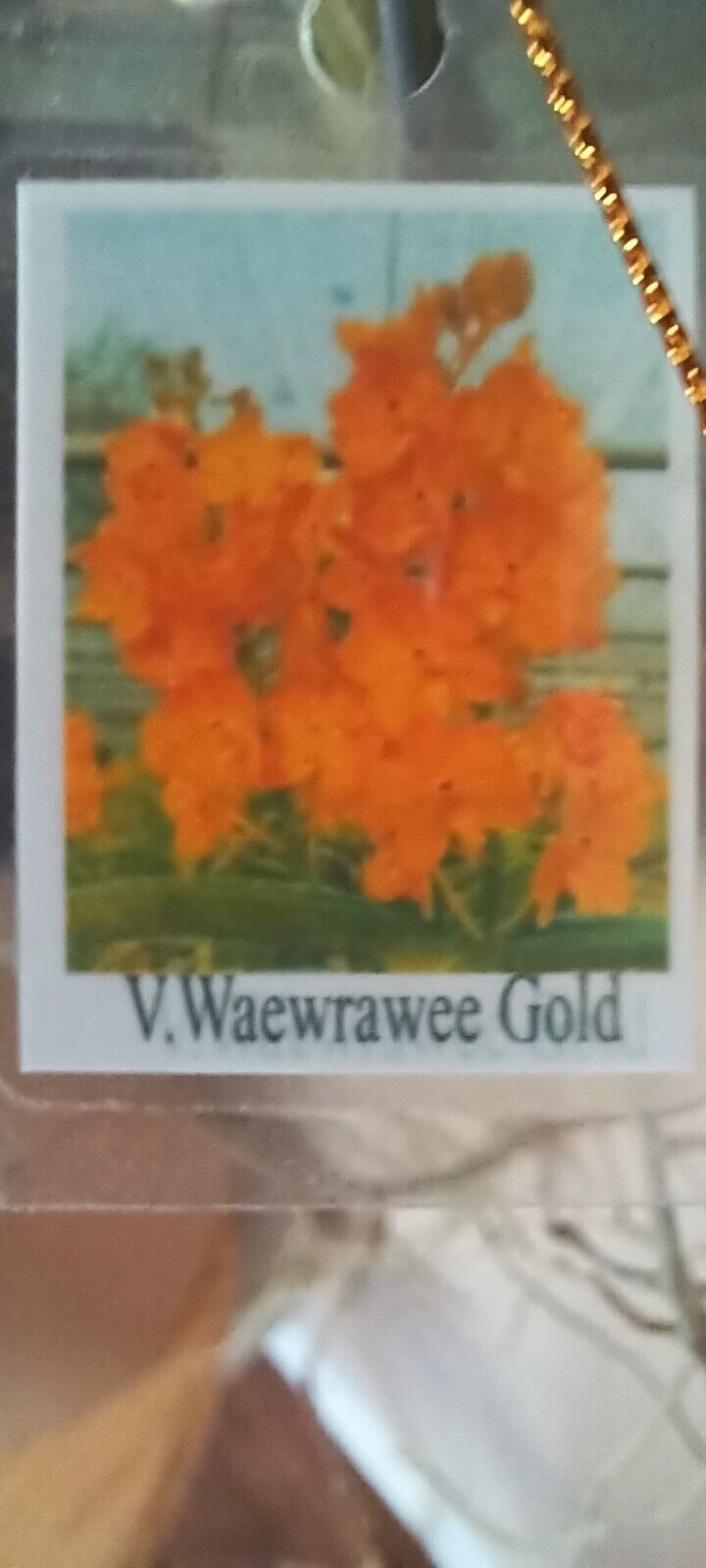 Orchid Vanda Waewrawee Gold sp Vaewrawee Micro Miniature Hanging