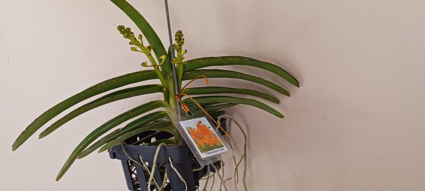 Orchid Vanda Waewrawee Gold sp Vaewrawee Micro Miniature Hanging